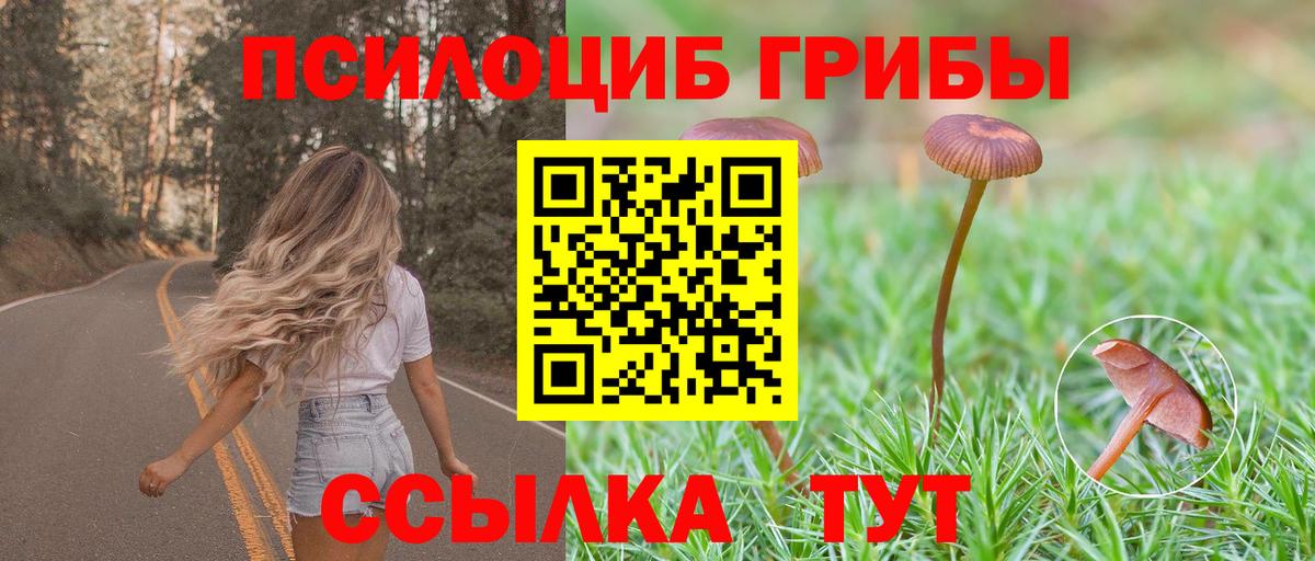 Галлюциногенные грибы Psilocybe Грозный